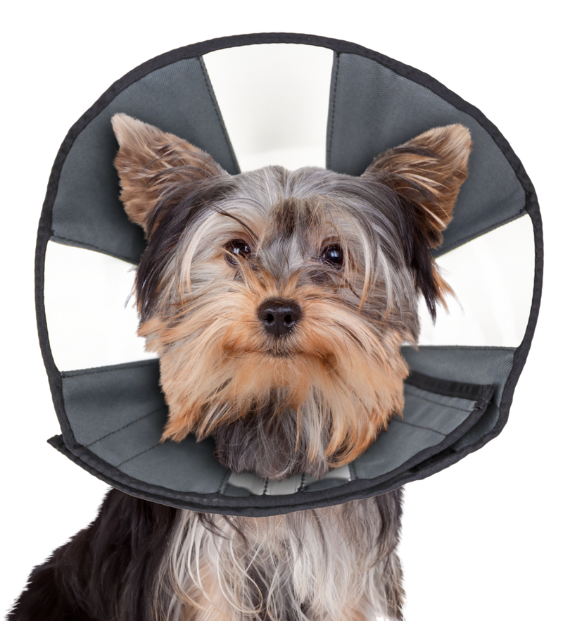 Load image into Gallery viewer, Zenpet Zencone - Discover Dogs