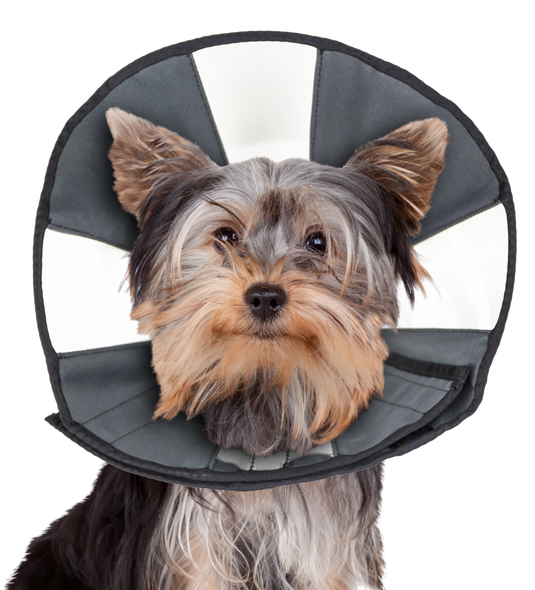 Zenpet Zencone - Discover Dogs