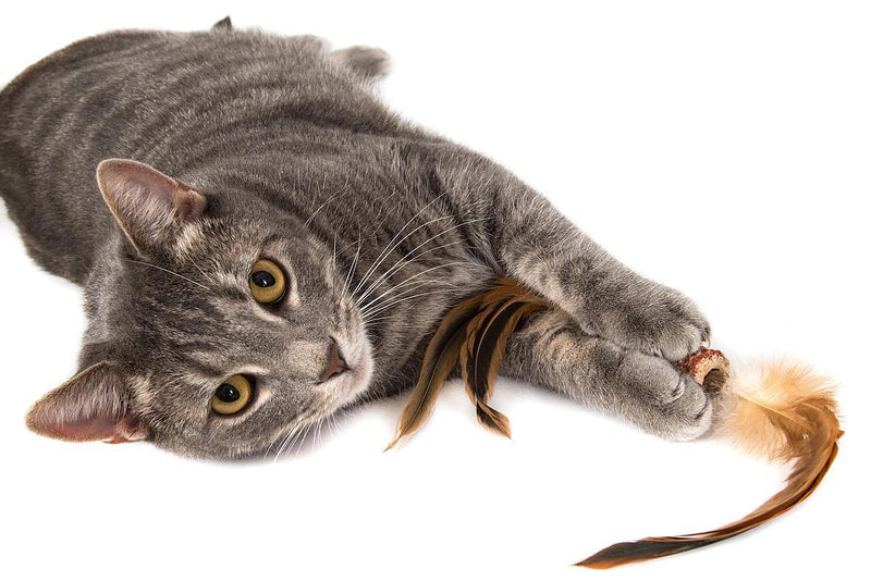 Load image into Gallery viewer, Natural Cat Toy Corn Feather Flywheel