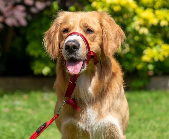 Load image into Gallery viewer, Halti Head Collar - Discover Dogs