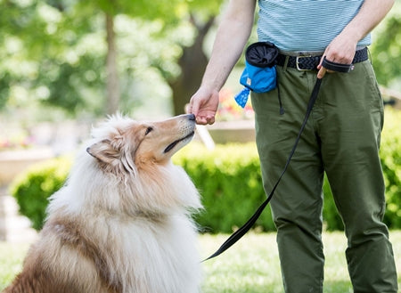 Load image into Gallery viewer, Essential Treat Bag - Discover Dogs Online