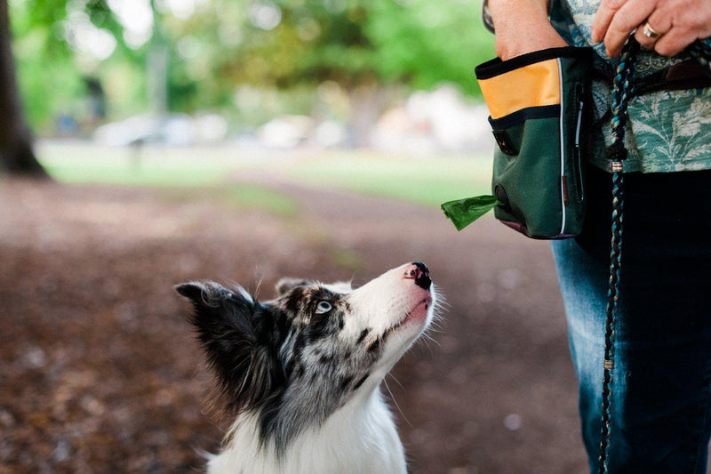 Load image into Gallery viewer, PLAY Deluxe Treat Training Pouch