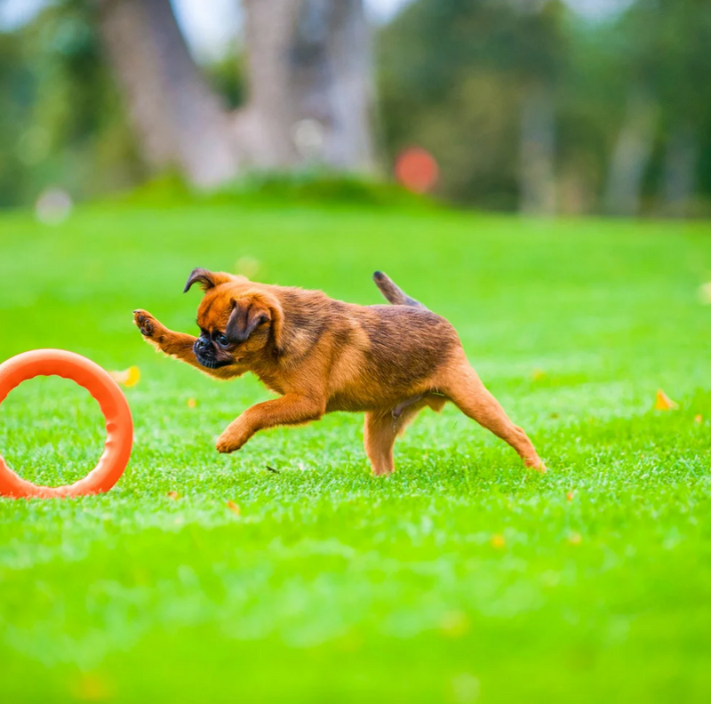 Load image into Gallery viewer, PitchDog Ring 7'' (17cm) Small - Discover Dogs