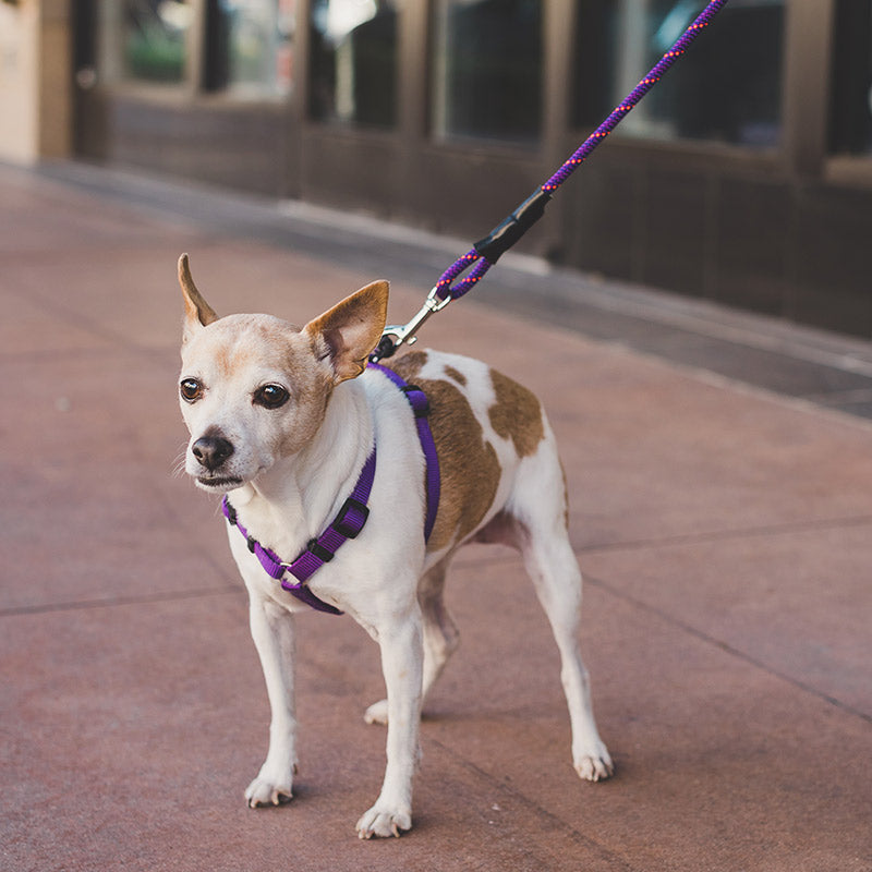 Load image into Gallery viewer, Mountain Dog 7' Versatile Mini Leash Assorted Colours