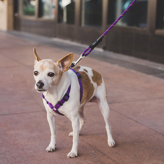 Mountain Dog 7' Versatile Mini Leash Assorted Colours