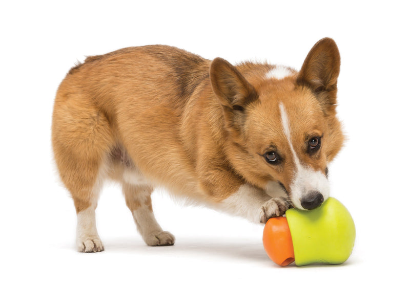 Load image into Gallery viewer, Toppl Aqua - Discover Dogs