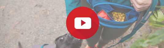 Leash Walking: What's in your treat bag? [video]