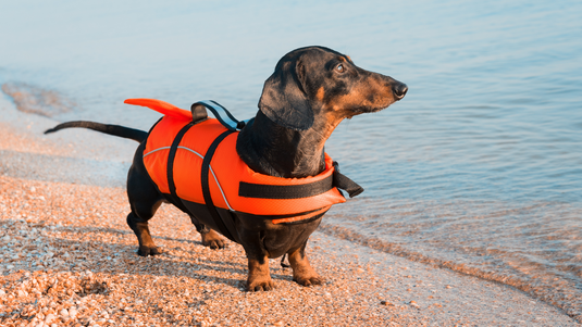 dog water safety - dachshund dog on the beach wearing an orange life jacket - discover dogs