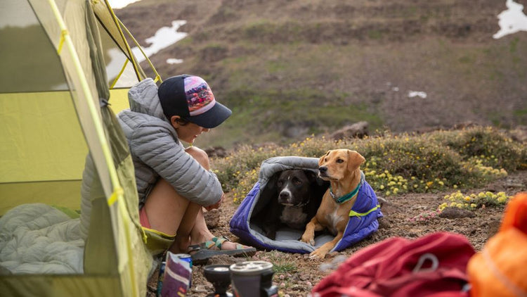 camping with dogs