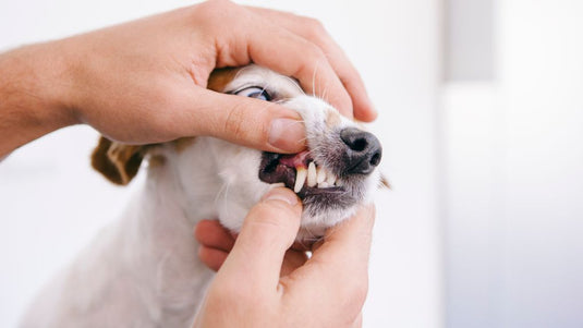 dental health for dogs
