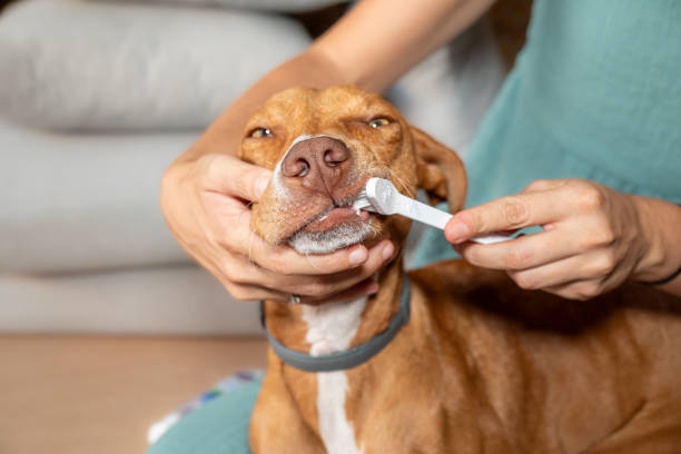 Retailers Top Tips To Avoid Dental Diesease In Your Dog