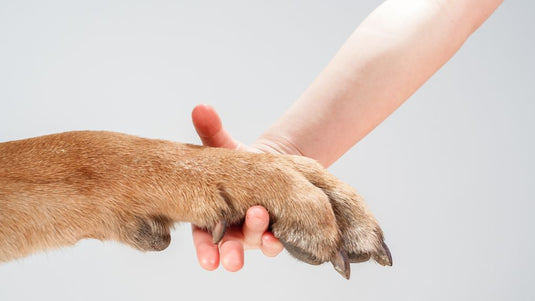 holding hands with a dog cooperatively, cooperative care and nail trims