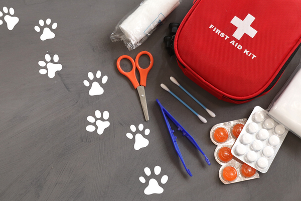 Firs aid kit for dogs. Shop discover dogs vancouver.