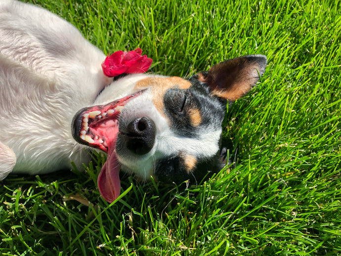 Summer Gear Essentials For Your Dog
