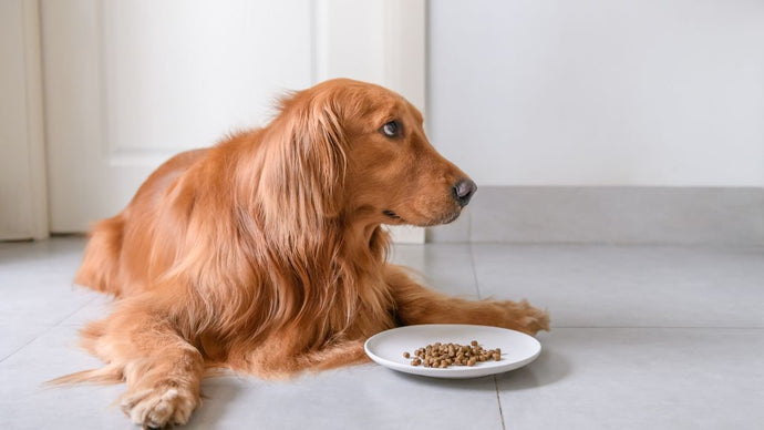 Picky Dog? Try these steps! [article + video]