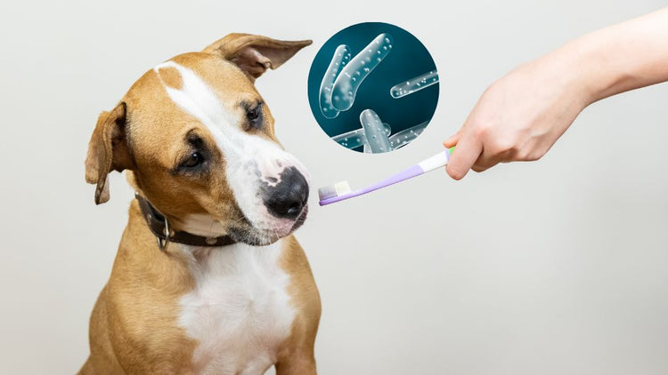probiotics for oral dental health in dogs