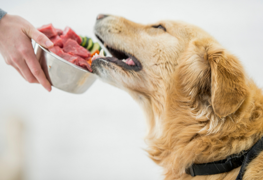 Quick Raw Food Guide for Dog and Cat Owners