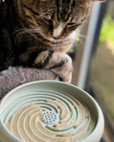 The Wanted Company The Furever Mat Moss - Discover Dogs