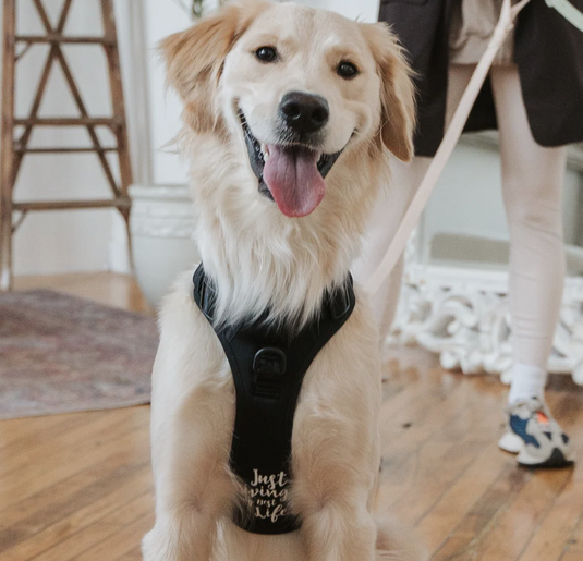 Dexypaws Dog No-Pull Harness Black