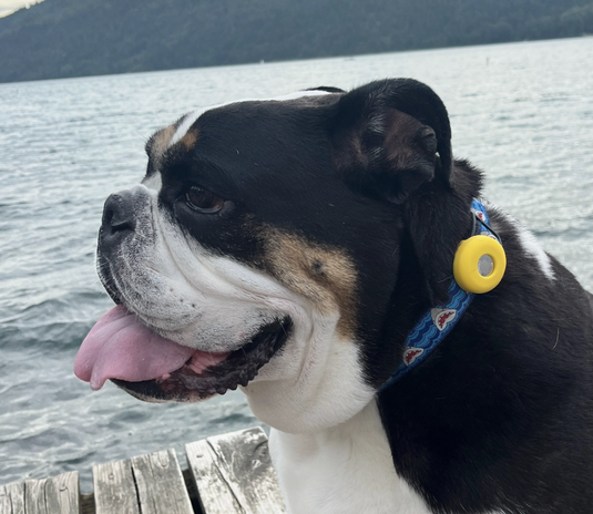 Monty's Silicone Airtag Holder