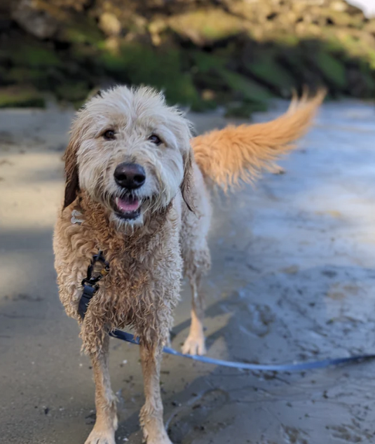 Woof & Stuff Blueberry Waterproof Longline