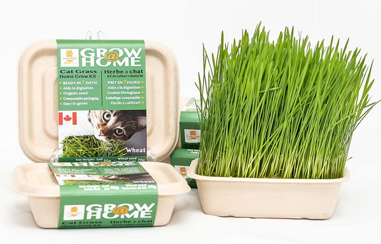 Lucky Kitty Cat Grass