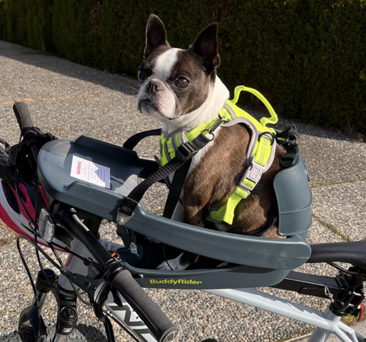 BuddyRider Harness Red