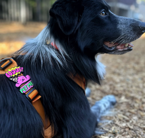 Jiby Dog Charm Pet Me