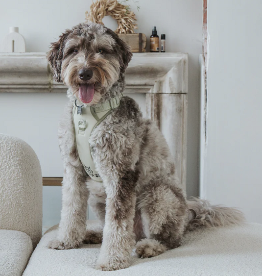 Dexypaws Dog No-Pull Harness Sage