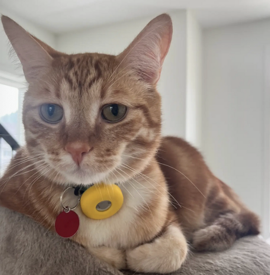 Monty's Silicone Airtag Holder