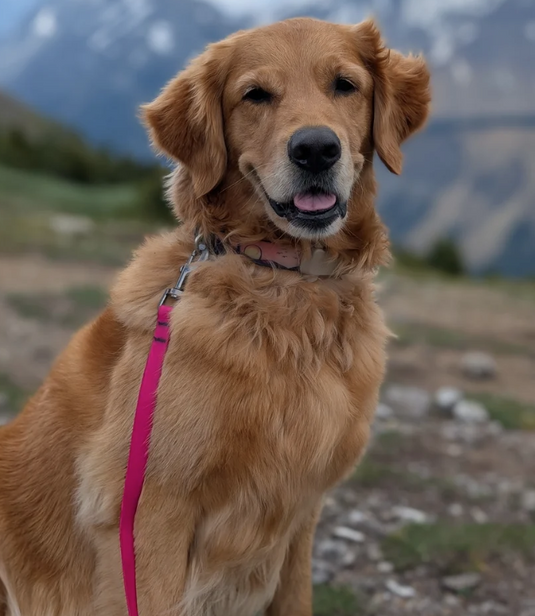 Woof & Stuff Fireweed Waterproof Leash