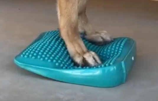 FitPAWS Ramp Aqua (no pump included)