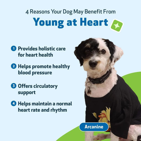 Pet Wellbeing Young At Heart
