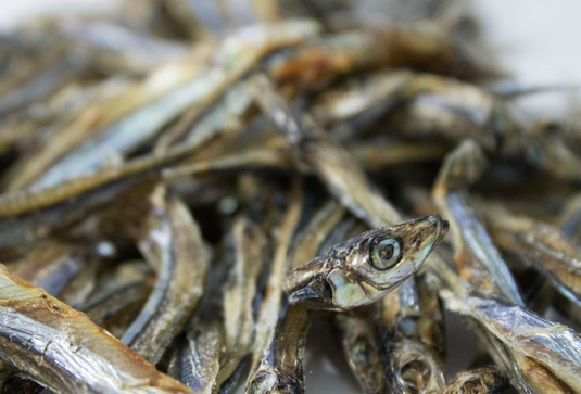 Only One Treats Sardines 150g