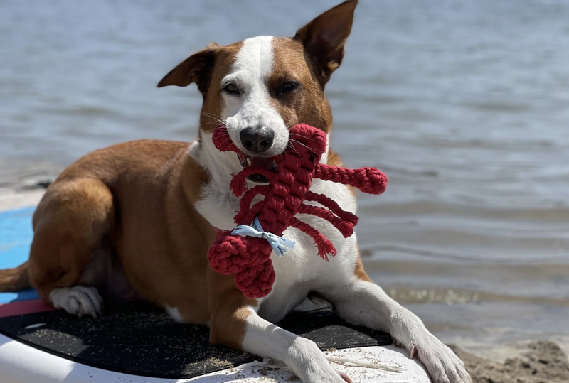 Load image into Gallery viewer, Jax &amp; Bones Louie Lobster
