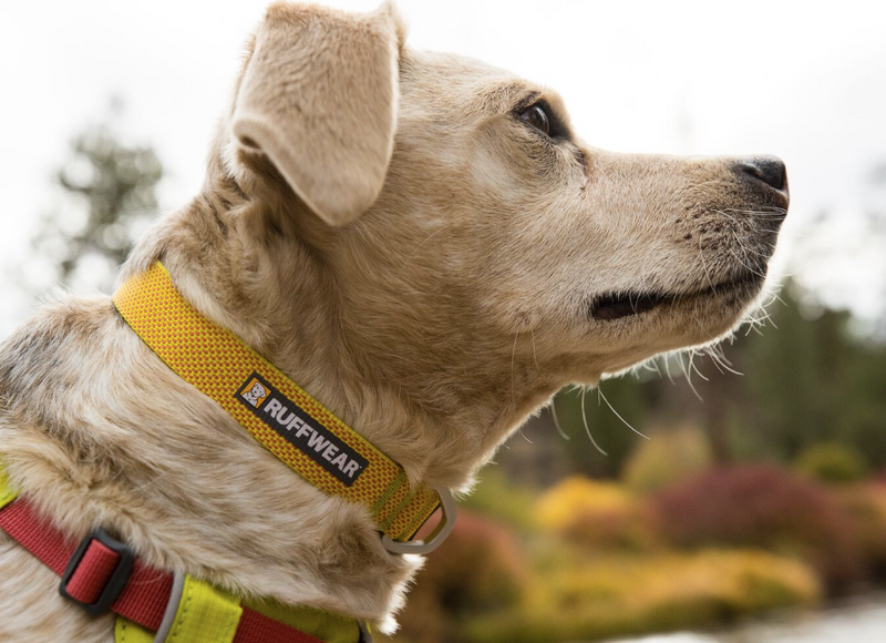 Load image into Gallery viewer, Ruffwear Hi &amp; Light Collar Lichen Green
