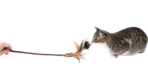 Load image into Gallery viewer, Natural Cat Silver Vine Peacock Feather 40cm
