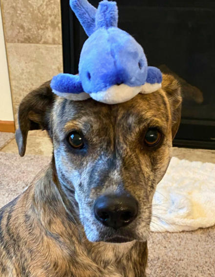 Fluff & Tuff Baby Bruce Shark 8''