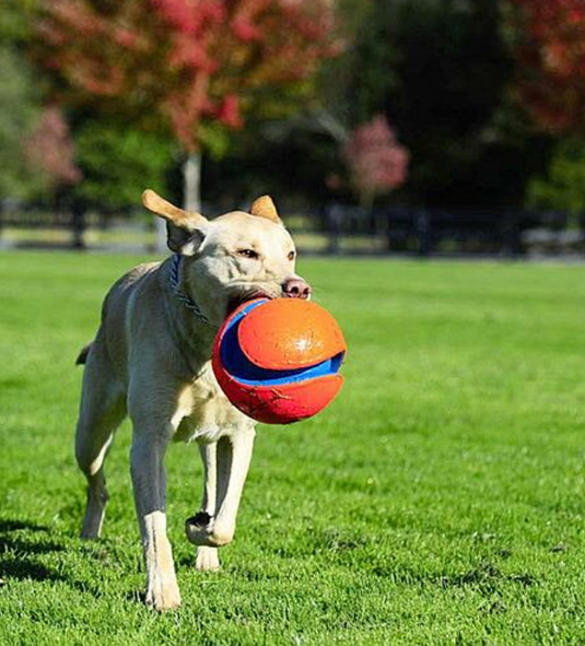 ChuckIt! Kick Fetch