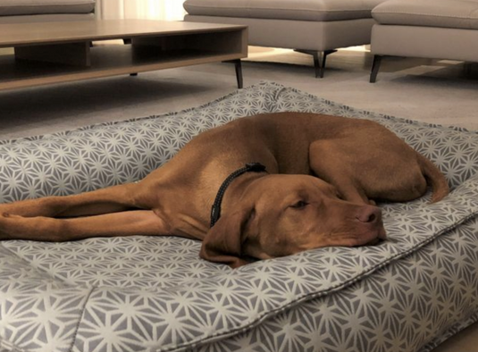 Bowsers Divine Futon Large - Discover Dogs