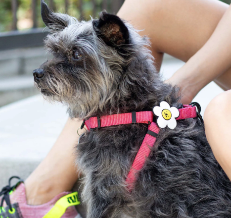 Jiby Dog Charm Daisy