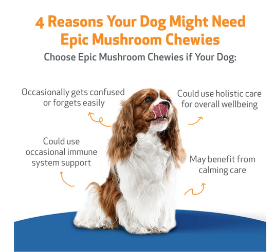 Pet Wellbeing Epic Mushroom Chewies for Immune Health and Cognitive Function in Dogs - Discover Dogs