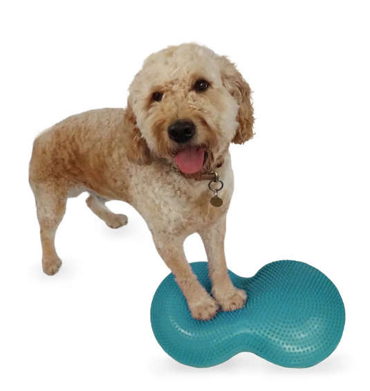 FitPAWS Duo Disc (24" x 13" x 3")