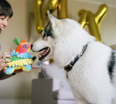 PLAY Party Animal Pinata
