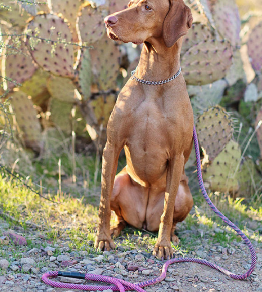 Mountain Dog 10' Sniffy Leash Assorted Colours - not wearable