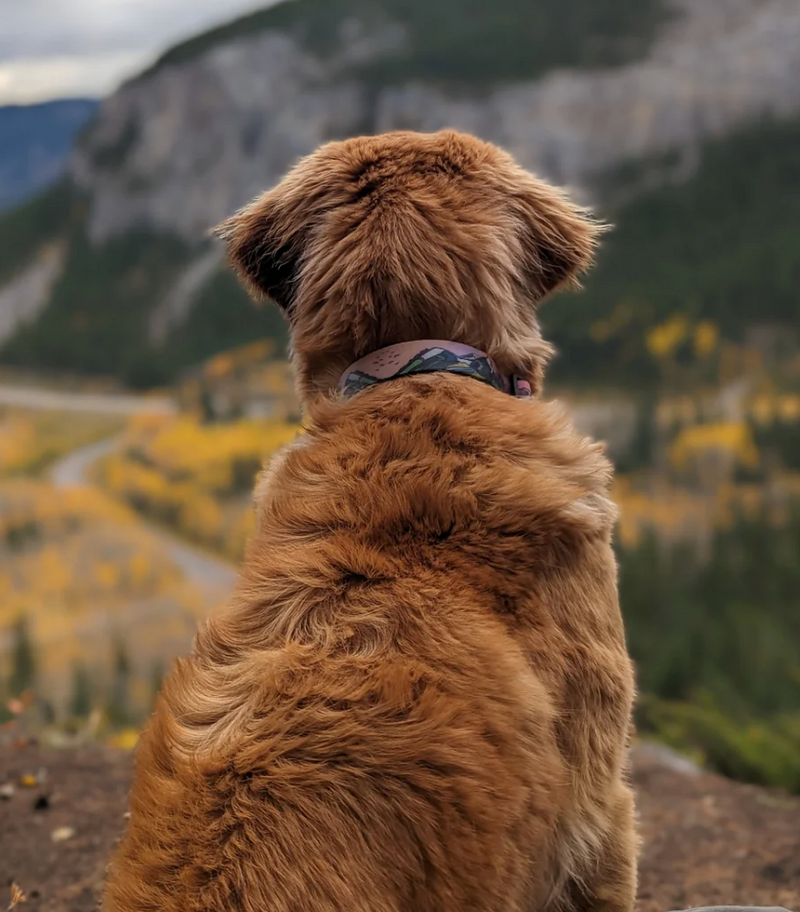 Load image into Gallery viewer, Woof &amp; Stuff Sunrise Waterproof Collar
