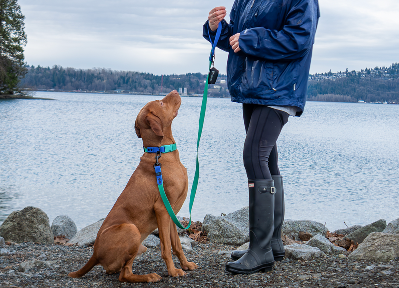 Load image into Gallery viewer, RC Pets Waterproof Leash 5&#39; x 1&#39;&#39;
