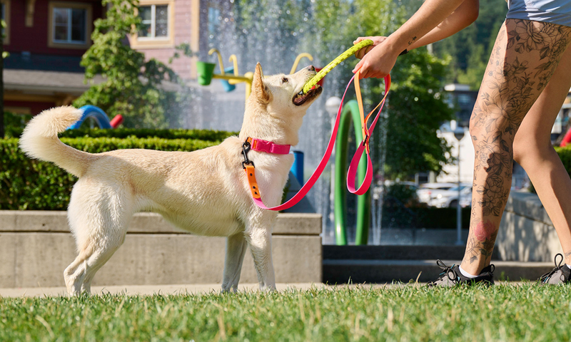 Load image into Gallery viewer, RC Pets Waterproof Leash 5&#39; x 1&#39;&#39;
