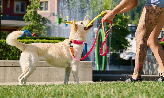 RC Pets Waterproof Leash 5' x 1''