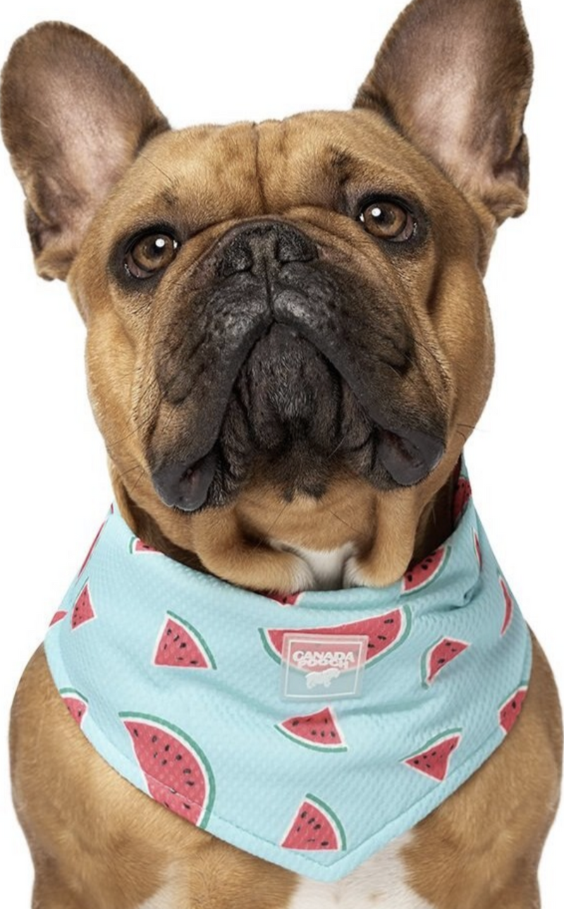 Load image into Gallery viewer, Canada Pooch Cooling Bandana Watermelon
